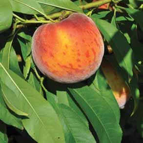 Fruit of Suncoast have yellow flesh, develop 80 90% red blush over a yellow ground color, and are semi-clingstone. Suncoast fruit are slightly oblong with no sharp tips or bulges and tend to be tart.