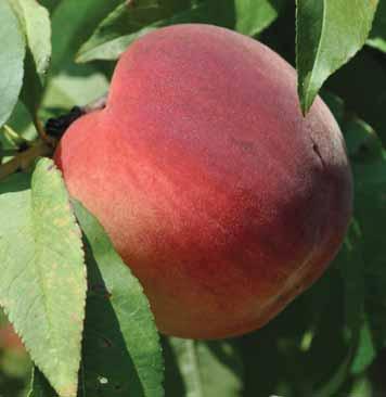 Flordaglo UFGold 200 chill units UFGold is a non-melting, yellow-flesh clingstone peach released by UF in 1996. UFGold trees bear heavy annual crops of large fruit.