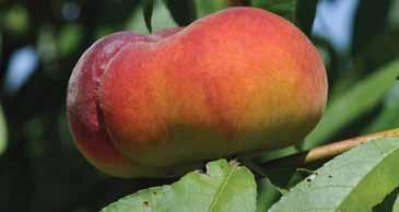 UFO produces moderately heavy crop loads of large, firm fruit with yellow flesh and semi-freestone pits that have an FDP of 95 days. The skin develops 50 70% blush.