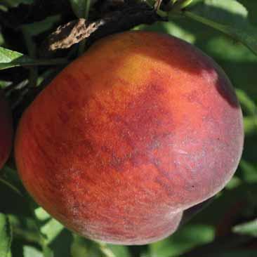 UFBlaze trees produce heavy annual crops of large, early ripening, attractive fruit with bright red skin over 80 90% of a bright yellow-orange background and yellow flesh.