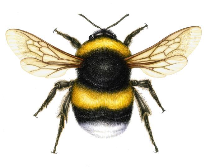 BEES Rapper Scool Yo has a lot of respect for bees and thinks they are little hairy-legged heroes. Why is it so important for us to look after bees? How do they pollinate plants?