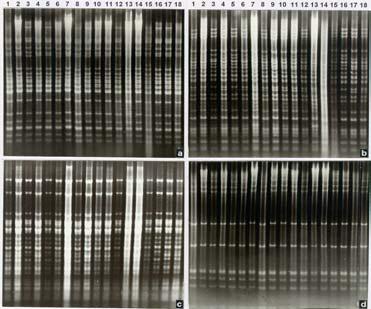 Evaluation of the chloroplast DNA 53 3. RESULTS An example of the cpdna restriction fragment patterns of 18 accession of Vicia faba digested with AvaI, BamHI, DraI and PvuII is shown in Fig 1.