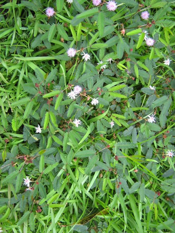 Leguminosae, or Fabaceae legume family Mimosa pudica