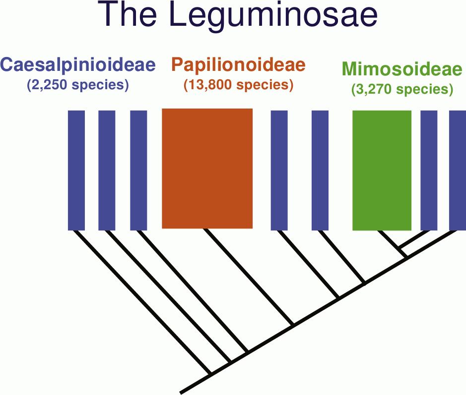 Leguminosae, or Fabaceae legume family