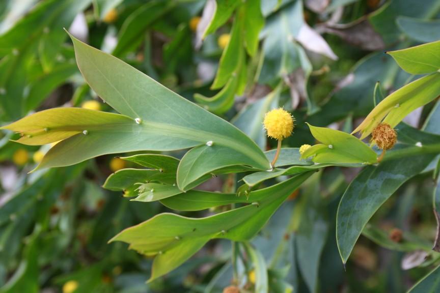 Fabales: Leguminosae, or Fabaceae legume family Phyllodes of Australian