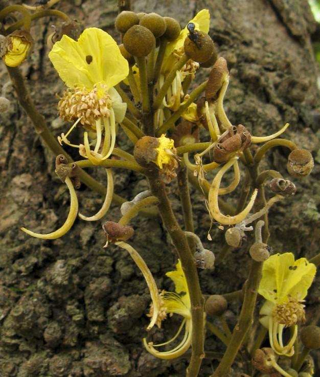 Fabales: Leguminosae, or Fabaceae legume family Swarzia