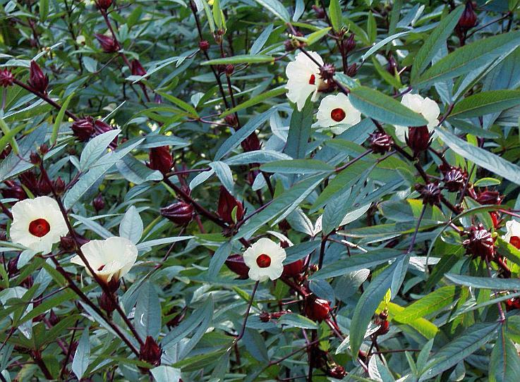 Hibiscus tea plant Malvales: Malvaceae cotton family