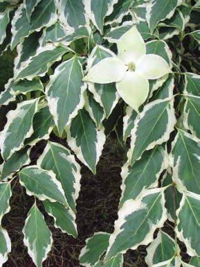 There are many fine cultivars from which to choose, including two new selections that offer extended bloom time and one with variegated foliage. Dogwood Heart Throb (Cornus kousa Schmred ).