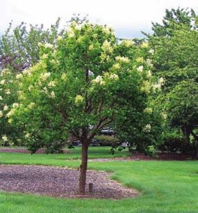 Unlike trees grown from seedlings of this highly variable to species, it can be counted on to develop a rounded canopy of about 20 ft. in height and spread.