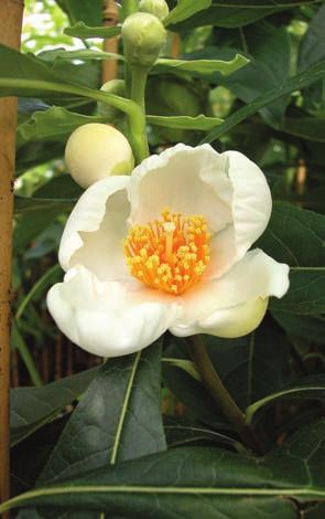 This is an unusual cousin of the better-known Japanese stewartia.