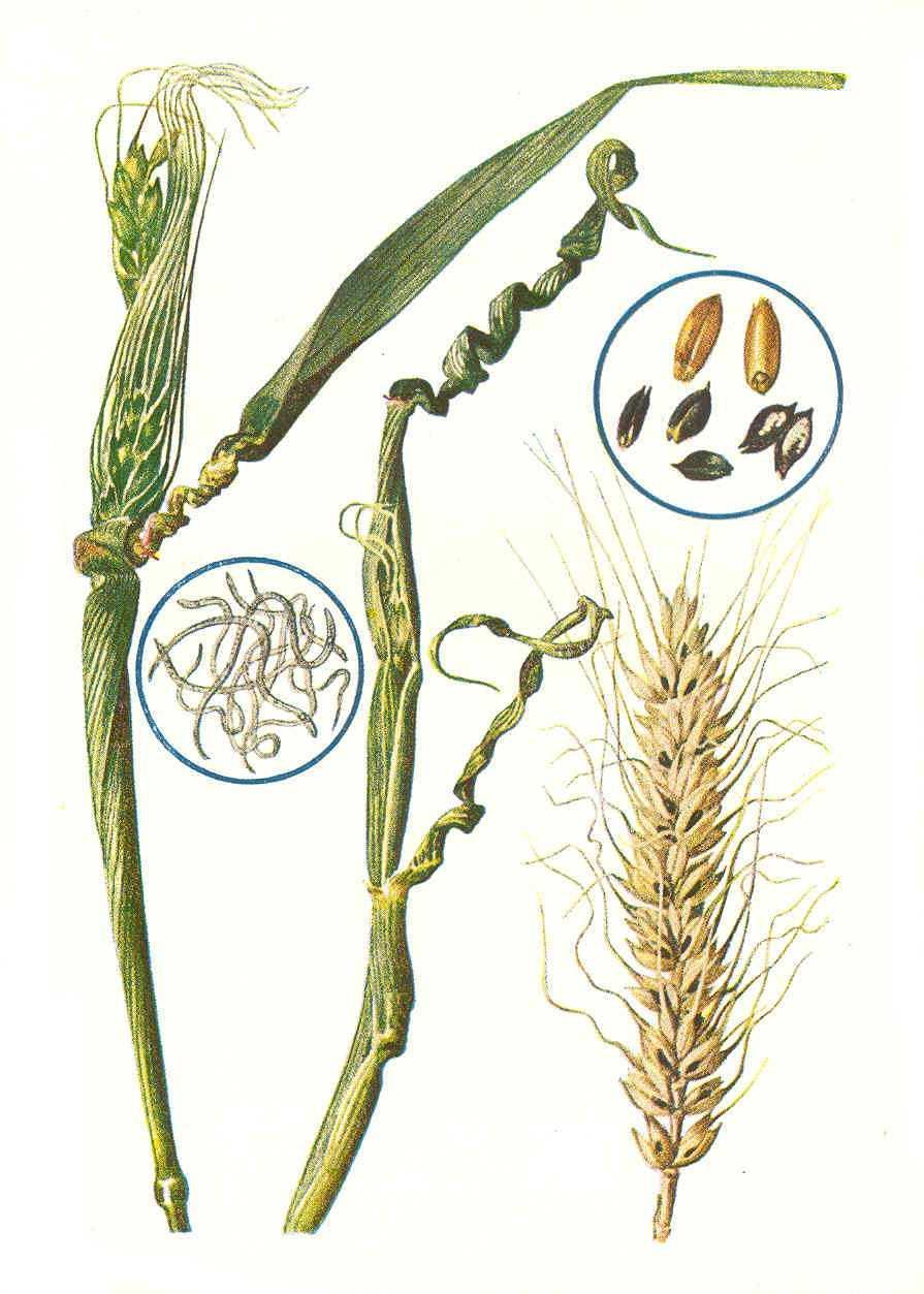 in wheat