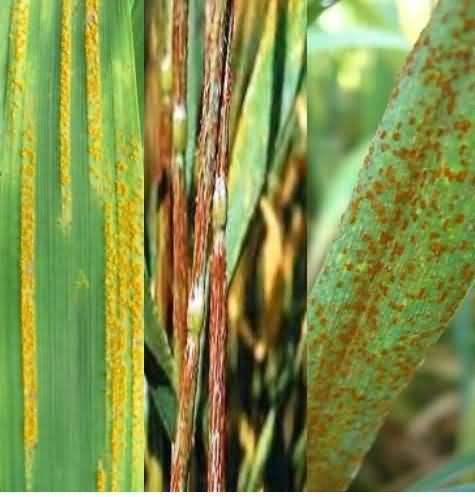 Yellow rust: Puccinia striiformis hordei (stripe rust)- Yellow rust is the disease of cool temperature (10 20 o C) and the availability of free moisture is further congenial to spread infection.
