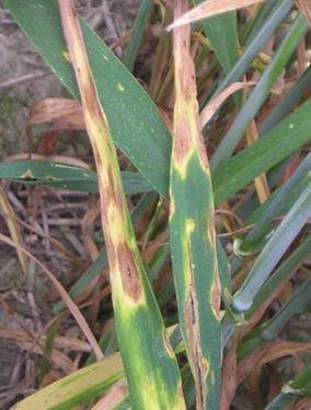 Leaf blight/ Spot blotch Bipolaris sorokiniana: Leaf blight in barley is caused by Bipolaris sorokinina.
