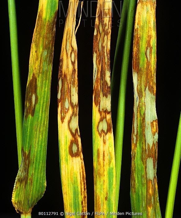Septoria blotch on oats, caused by