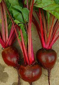 The roots are delicious, especially when harvested as baby beets. 250 This old Tasmanian variety was grown by Yates during the last century.