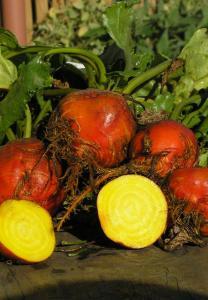 A good all round beetroot that also pickles well and stores in the ground over winter. 350 An unusual and stunning beetroot with orange skin and a rich gold interior.