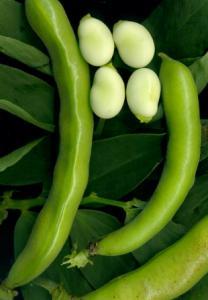Very young pods can be eaten whole (cooked) or later during summer the large bean inside can be cooked. Broad Beans are one of the earliest crops to mature in cool, temperate climates.