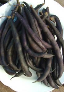 Pick young pods regularly so they are stringless and to promote regrowth. 80 A cold tolerant bush type with stringless, tasty round pods, up to 20cm long and a striking purple colour.