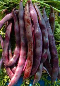80 BEAN - CLIMBING Kentucky Wonder Phaseolus vulgaris BEAN BORLOTTI Red Rooster Phaseolus vulgaris BEANS FRENCH Provider Phaseolus vulgaris With a long harvest period and excellent flavour is it