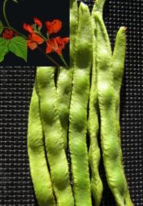 The preferred runner bean grown in The Netherlands due to the thick, succulent tender pods, which are delicious when picked young and eaten raw, steamed or in soup.