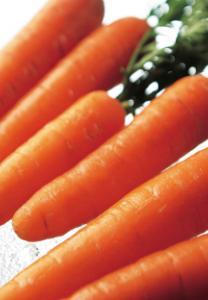 Vegetable Seed - Carrot Carrot 'Amsterdam Forcing' Daucus carota var. sativus Carrot 'Belgian White' CARROT 'Cosmic Daucus carota Purple' ssp.