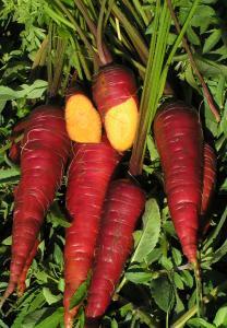 Summer plantings can be stored in ground over winter. 700 A great smaller style carrot that produces an early yield.