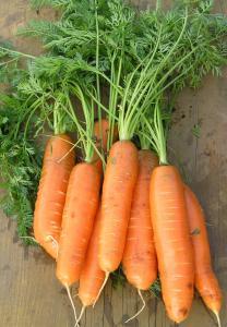 300 A great all-rounder with flavour. A Nantes type carrot, 25 mm thick and up to 200mm long at full development. A versatile carrot that can be grown in any season.
