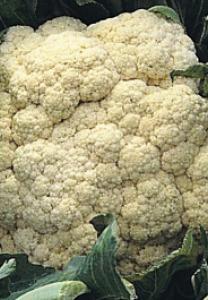 Vegetable Seed - Cauliflower CAULIFLOWER All Year Round Brassica oleracea var. botrytis CAULIFLOWER Snow Queen F1 Brassica oleracea var.