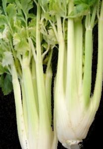 A typical ingredient for the 'Walddorf Salad', it taste delicious cold or cooked in soups or stews. A slow growing vegetable for well drained, fertile soil.