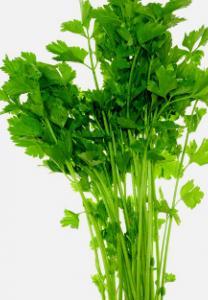 Much A popular heirloom with thick easier to grow than traditional fleshy stalks that have a sweet bunching celery as it is much flavour and are not stringy! A more forgiving.