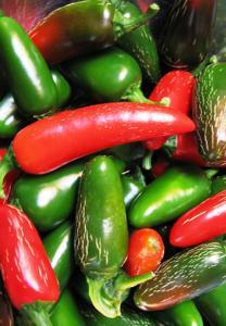 100 seeds CHILLI Early Jalapeno Capsicum annum Chilli Habanero Capsicum annum Chilli Hot Paper Lantern Capsicum annum An early medium hot jalapeno that is suited to cooler areas with