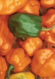 5 cm wide. 30 You want our hottest, well this is it, the not-so-humble habanero. Known as the hottest chilli it is certainly not for the faint hearted.