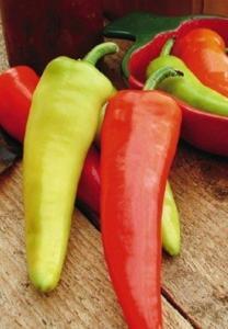 Considered the Russian Roulette Chilli as they are mostly mild, however there is the occasional hottie to keep you on your toes.