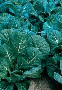 Vegetable Seed - Collards COLLARDS Champion Brassica oleracea Looking at these nutritiously rich, dark green wavy leaves makes you feel a bit healthier.