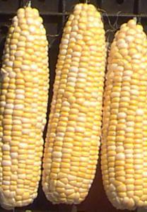 Vegetable Seed - Corn Sweet Corn Legacy F1 Zea mays Missing a sweet corn that still has a corn flavour?