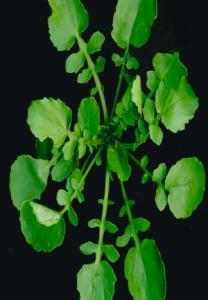 Easily grown in ordinary soil with plenty of light or part shade, this salad plant will self seed and supply you with lots of greens over winter and early spring. A great alternative to watercress.