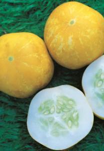 At both stages the white flesh is crisp, sweet & juicy. With early producing vines that can be trellised, it is great for small gardens & cool climates.