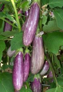 It is an early cropper for eggplants and produces between 6-14 fruits per plant. 150 The classic black/dark purple egg shaped fruits, with firm tasty flesh.