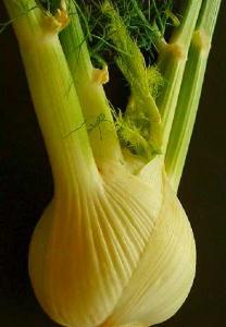 Vegetable Seed - Fennel FENNEL FLORENCE Foeniculum vulgare FENNEL Artemis F1 Foeniculum vulgare The Florence fennel is a delicious,bulbous stem, with a distinctly aniseed flavour.