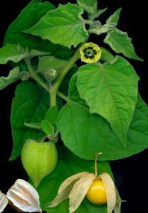 Vegetable Seed - Fruits CAPE GOOSEBERRY Physalis peruviana An evergreen, 1.5meter tall shrub, originally from South America with edible 2cm round, orange fruit enclosed in papery calyces.
