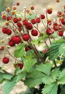 The Alpine strawberry belongs to wild strawberries and grows profusely in cooler regions with plenty of ground moisture over summer. The up to 1.