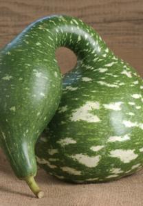 Vegetable Seed - Gourd Gourd Speckled Swan Lagenaria siceraria GOURDS Harrowsmith Select Cucurbita pepo GOURDS Mixed large fruited Cucurbita pepo A beautifully shaped and coloured gourd.