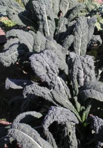 acephala KALE Toscano Brassica oleracea L. var. acephala This vigorous and handsome cut and come again vegie is loaded with vitamins and minerals.