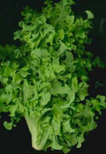 500 Derived from an Austrian heirloom 'Forellenschluse', this stunning romaine lettuce can be used as a baby leaf but also makes a dashing full-sized head.