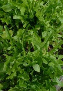 This Cutting lettuce can be cut whole about 3cm above the stem or the leaves can be picked individually. In both cases they will regrow.