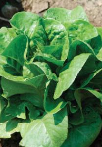 With thick, succulent, crisp green leaves that have a frilled margin, this variety provides a wholesome, weighty base for a salad.