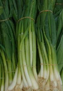 Spring Onion, Classic Bunching Allium fistulosum Spring onions give flavour and colour to any dish. Easily grown in fertile, limy soils in full sun.