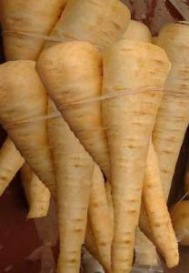 Vegetable Seed - Parsnip PARSNIP `Hollow Crown` Pastinaca sativa PARSNIP Melbourne Whiteskin Pastinaca sativa An old variety with pointy roots and a delicate,