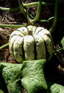 Pumpkins grow well in organically rich and warm soils (or on top of a sunny compost heap). Regularly watered over summer this variety will be ready for harvest in approx.70 days.