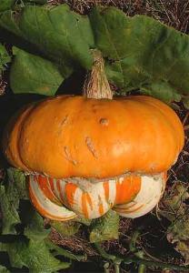 An excellent keeper that needs a long summer to mature properly. Pumpkins grow well in organically rich and warm soils (or on top of a sunny compost heap).